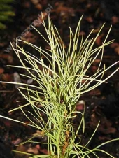 Pinus nigra 'Goldfinger' 